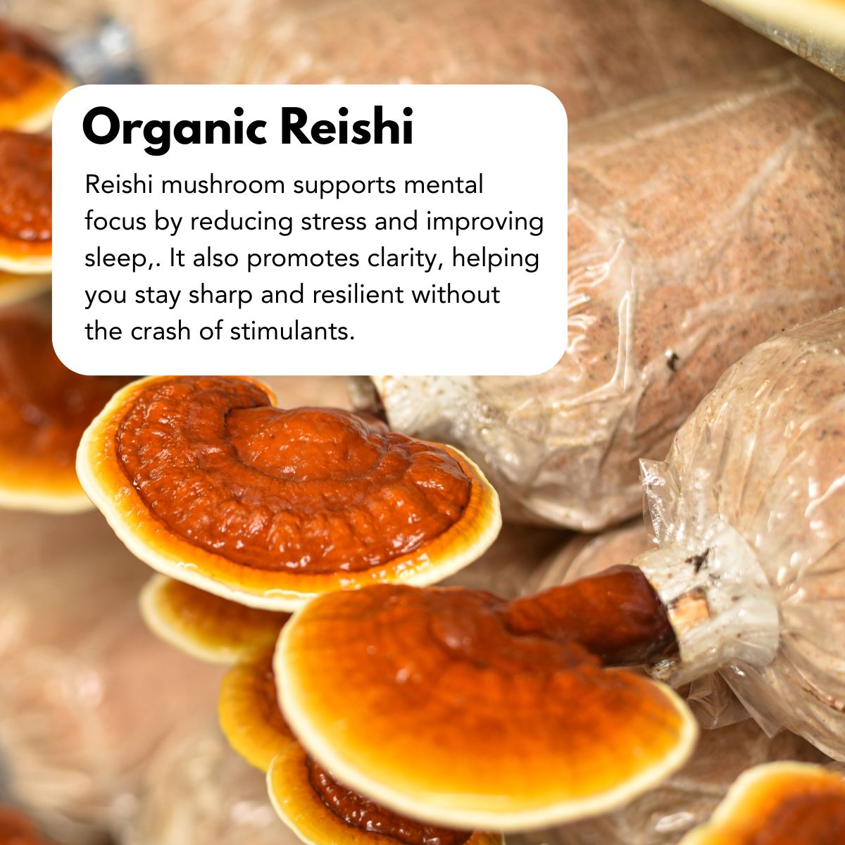 Guayusa_1200_x_1200_px_3