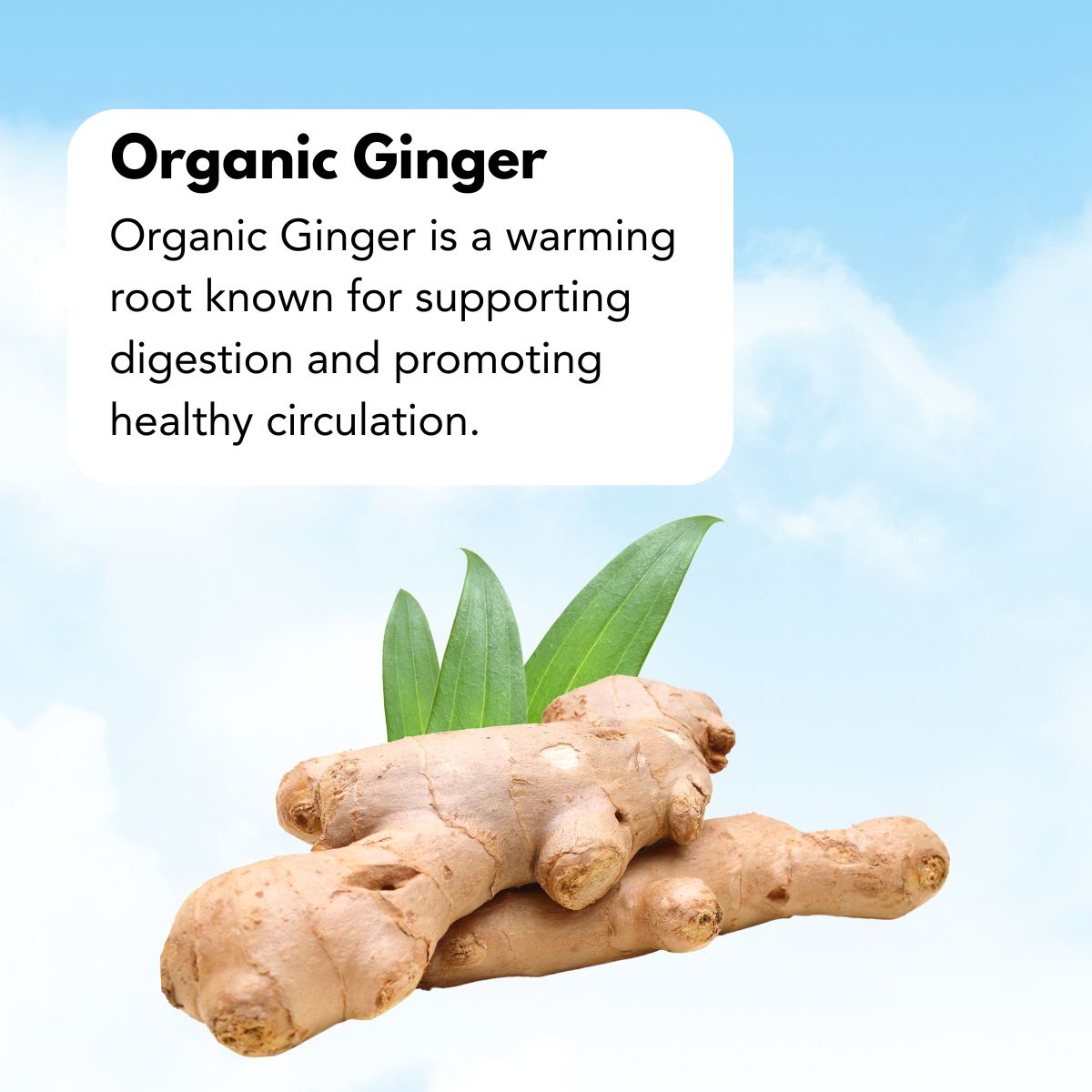 Guayusa_1200_x_1200_px_4