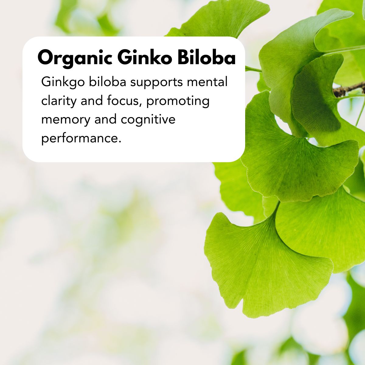 Guayusa_1200_x_1200_px_bdca9f0e-ace3-4d7e-a684-f6e8a260d410