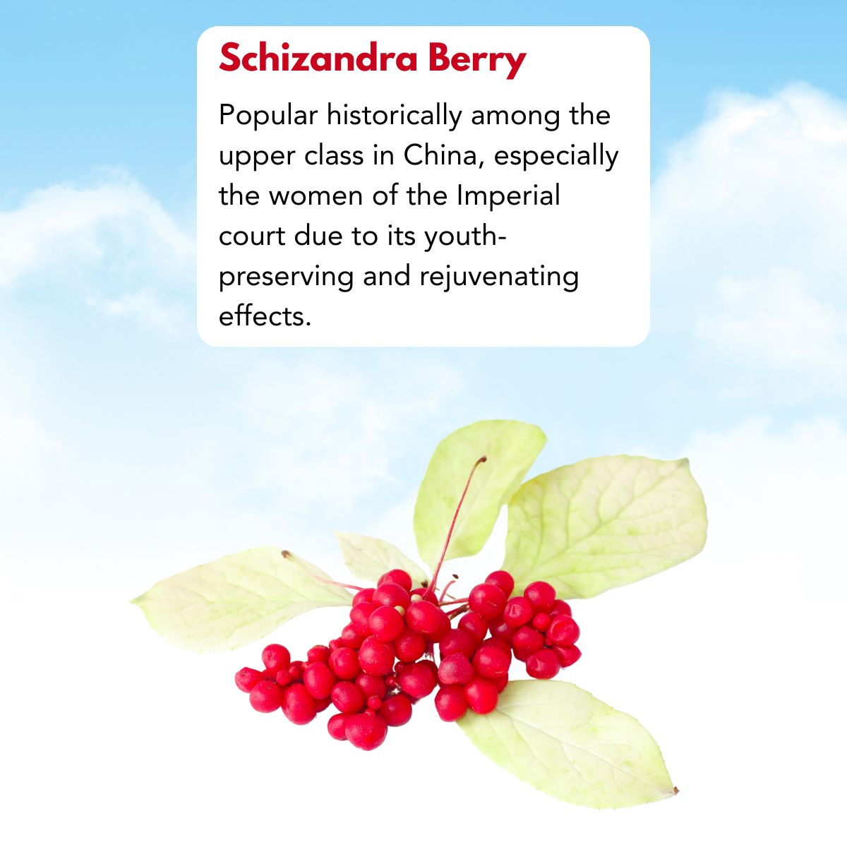 schizandra-berry